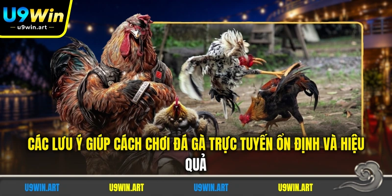 cac-luu-y-giup-cach-choi-da-ga-truc-tuyen-on-dinh-va-hieu-qua